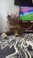 Lost Male Cat last seen Near carmel, Carmel-by-the-Sea, CA 93923
