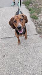 Reunited Male Dog last seen Hamline ave, Saint Paul, MN 55108