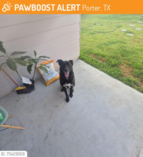 Found/Stray Male Dog last seen Triumph Oaks, Porter, TX 77365