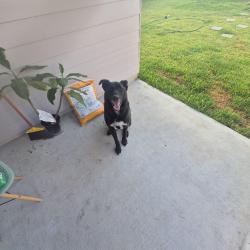 Found/Stray Male Dog last seen Triumph Oaks, Porter, TX 77365