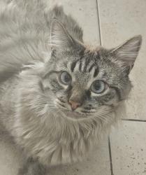 Reunited Male Cat last seen Adams and Meade, San Diego, CA 92116