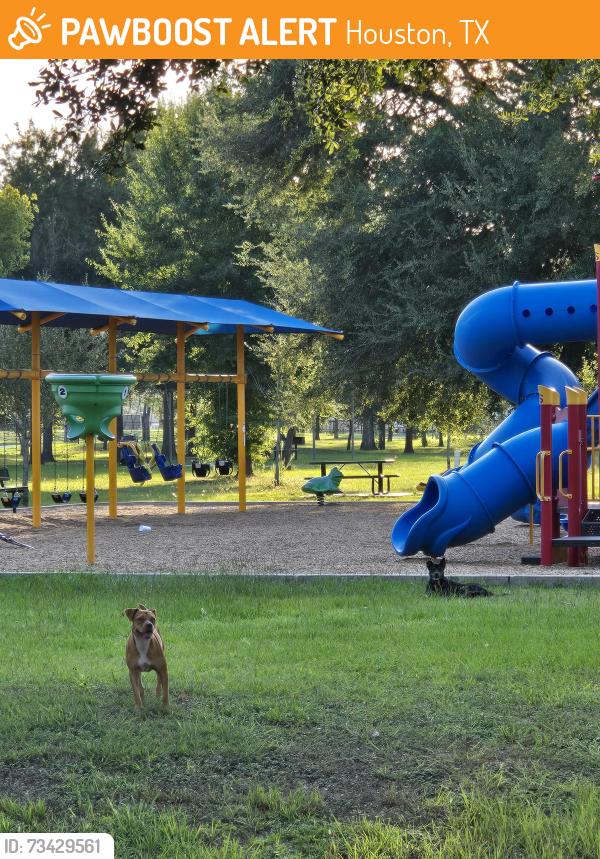 Found/Stray Unknown Dog last seen Reginald Moore Community Park, Houston, TX 77083