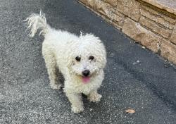 Found/Stray Male Dog last seen Century blvd, Los Angeles, CA 90028