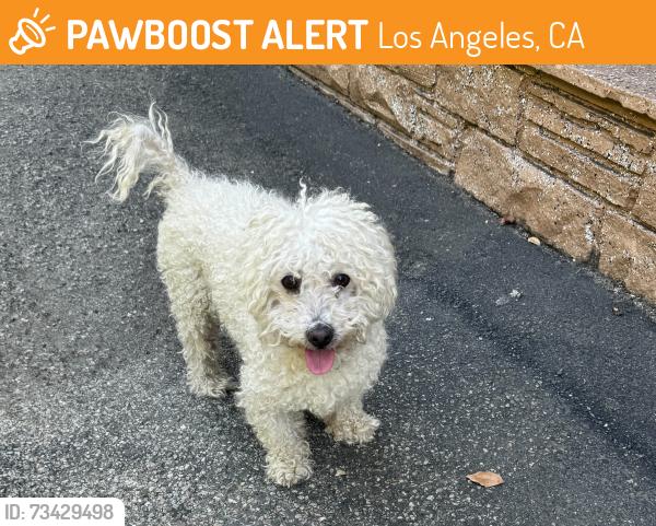 Found/Stray Male Dog last seen Century blvd, Los Angeles, CA 90028