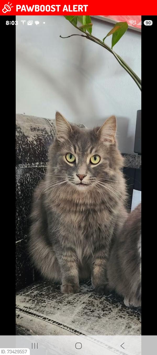 Lost Male Cat last seen Carlton and Geneva, St Catharines, ON, St. Catharines, ON L2N 2E8
