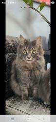 Lost Male Cat last seen Carlton and Geneva, St Catharines, ON, St. Catharines, ON L2N 2E8