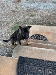 Found/Stray Male Dog last seen Shady Dale/social circle GA area, Shady Dale, GA 31085