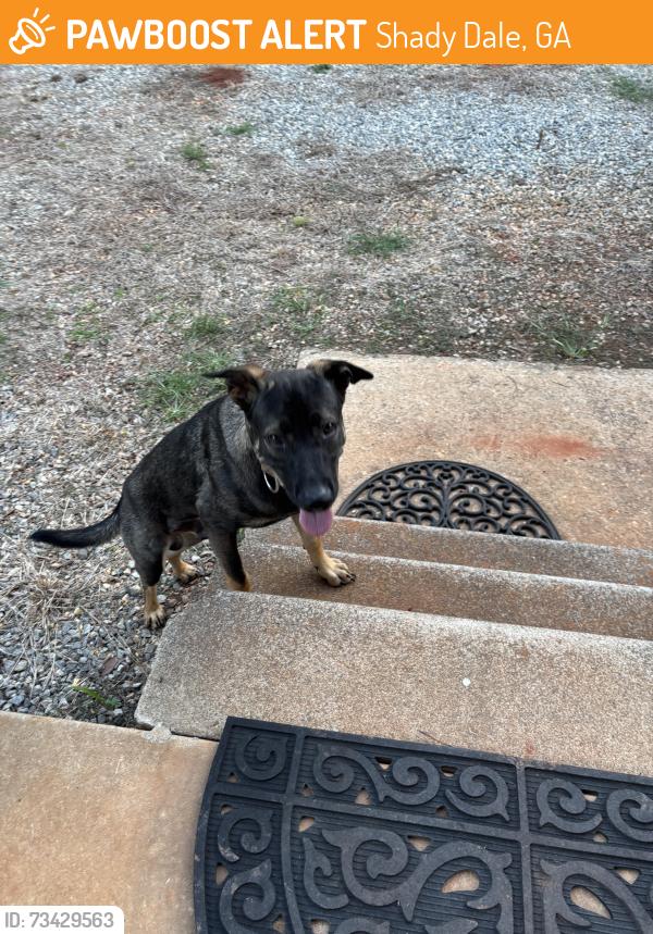 Found/Stray Male Dog last seen Shady Dale/social circle GA area, Shady Dale, GA 31085