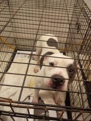 Shelter Stray Male Dog last seen Best and Sullivan rd, College Park, GA, 1251 Fulton Industrial Blvd NW, Atlanta, GA 30336, USA