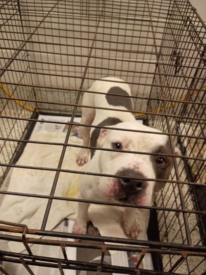 Shelter Stray Male Dog last seen Best and Sullivan rd, College Park, GA, 1251 Fulton Industrial Blvd NW, Atlanta, GA 30336, USA