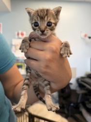 Shelter Stray Male Cat last seen Near 88TH ST, City of Sacramento, CA, 6201 Florin Perkins Rd, Sacramento, CA 95828, USA