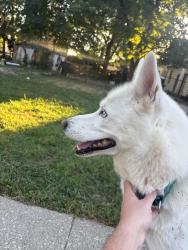 Found/Stray Male Dog last seen Culbertson Ave and Oak St, New Albany, IN 47150