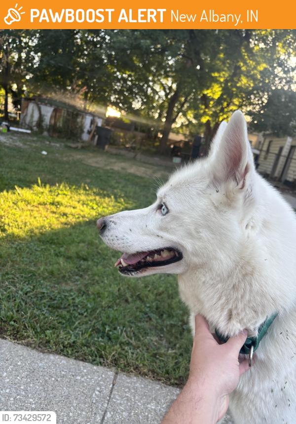 Found/Stray Male Dog last seen Culbertson Ave and Oak St, New Albany, IN 47150