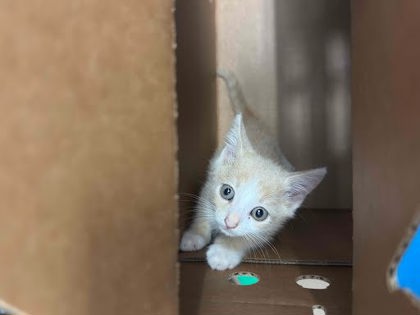 Shelter Stray Male Cat last seen Near Ridge Avenue, Stone Mountain, GA, 30083, 30083, GA, 3280 Chamblee Dunwoody Rd, Chamblee, GA 30341, USA