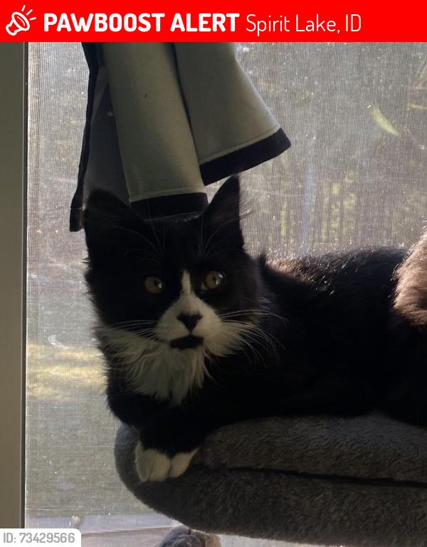 Lost Male Cat last seen Nash road, Spirit Lake, ID 83869