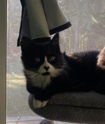 Lost Male Cat last seen Nash road, Spirit Lake, ID 83869
