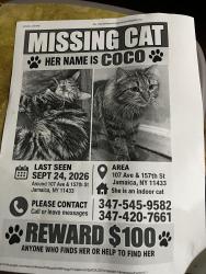 Lost Female Cat last seen Near Ave & 157th St Jamaica, NY 11433, Queens, NY 11433
