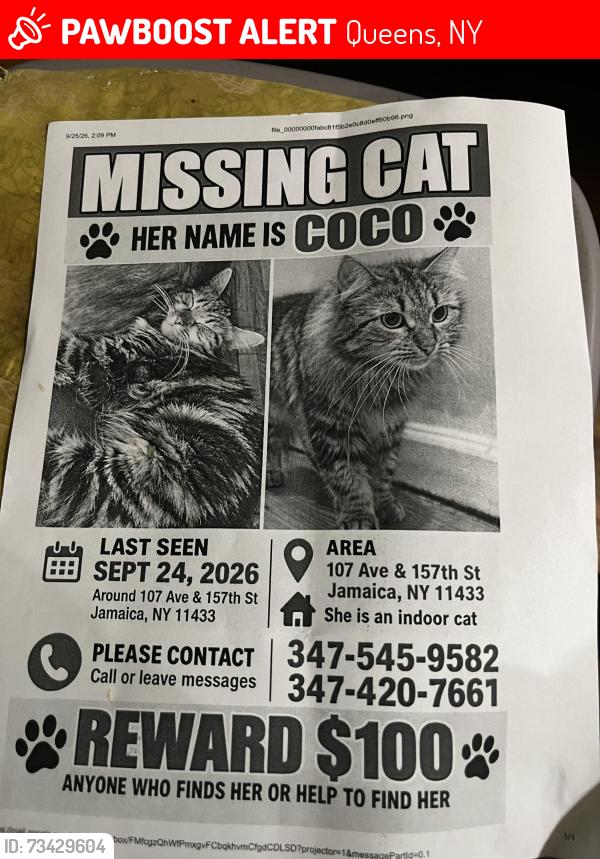 Lost Female Cat last seen Near Ave & 157th St Jamaica, NY 11433, Queens, NY 11433