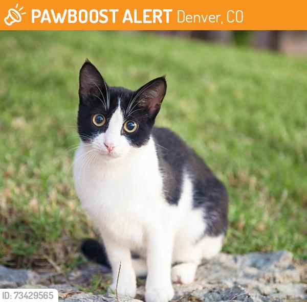 Found/Stray Female Cat last seen Pena Boulevard, north of 56th, Denver, CO 80249