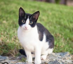 Found/Stray Female Cat last seen Pena Boulevard, north of 56th, Denver, CO 80249
