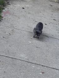Found/Stray Unknown Cat last seen Holton & Locust, Milwaukee, WI 53212