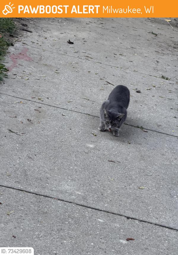 Found/Stray Unknown Cat last seen Holton & Locust, Milwaukee, WI 53212