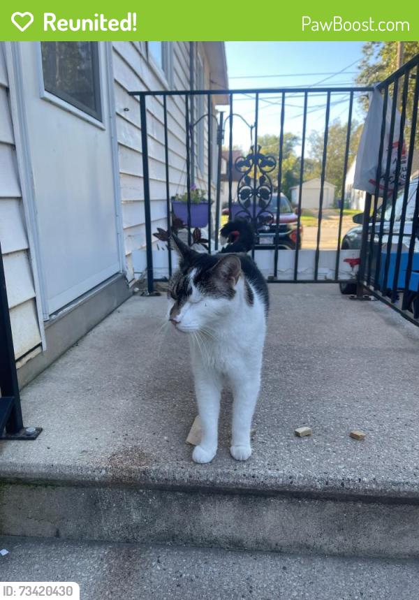 Reunited Unknown Cat last seen Western/School, Green Bay, WI 54304