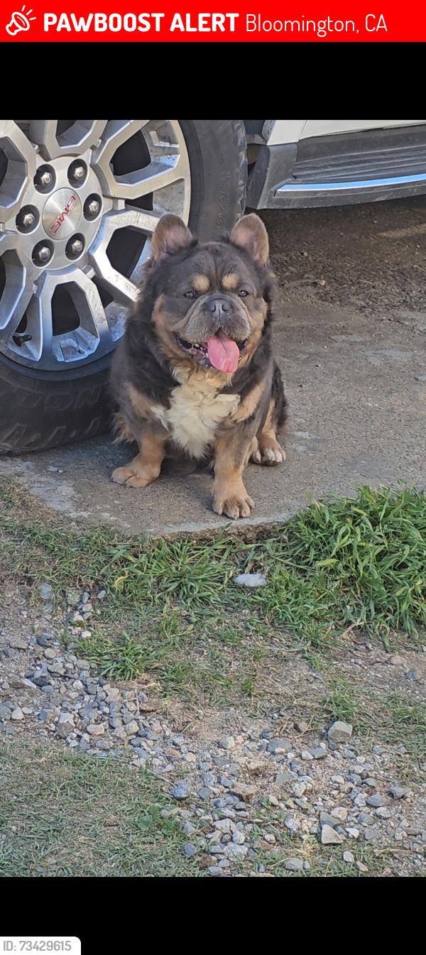 Lost Male Dog last seen Cedar Ave, Bloomington, Bloomington, CA 92316