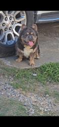 Lost Male Dog last seen Cedar Ave, Bloomington, Bloomington, CA 92316