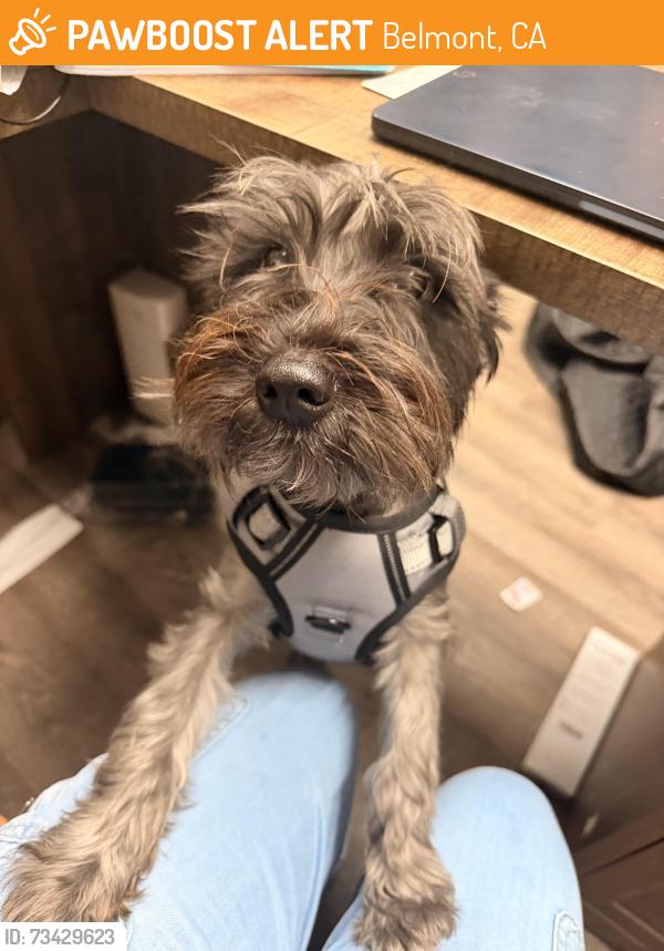 Found/Stray Female Dog last seen El camino real Tustin ca 92780, Belmont, CA 94002