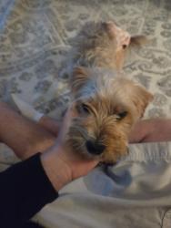 Found/Stray Female Dog last seen Roses parking lot, Newport News, VA 23605