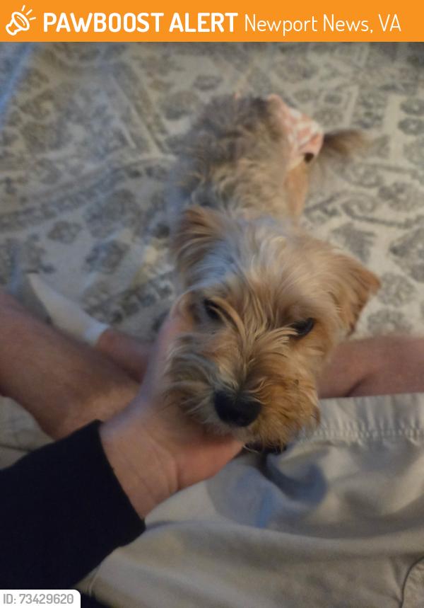 Found/Stray Female Dog last seen Roses parking lot, Newport News, VA 23605
