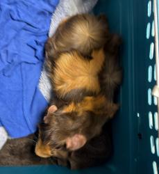 Shelter Stray Male Other last seen Memorial park, San Diego, CA, 92113, 5500 Gaines St, San Diego, CA 92110, USA