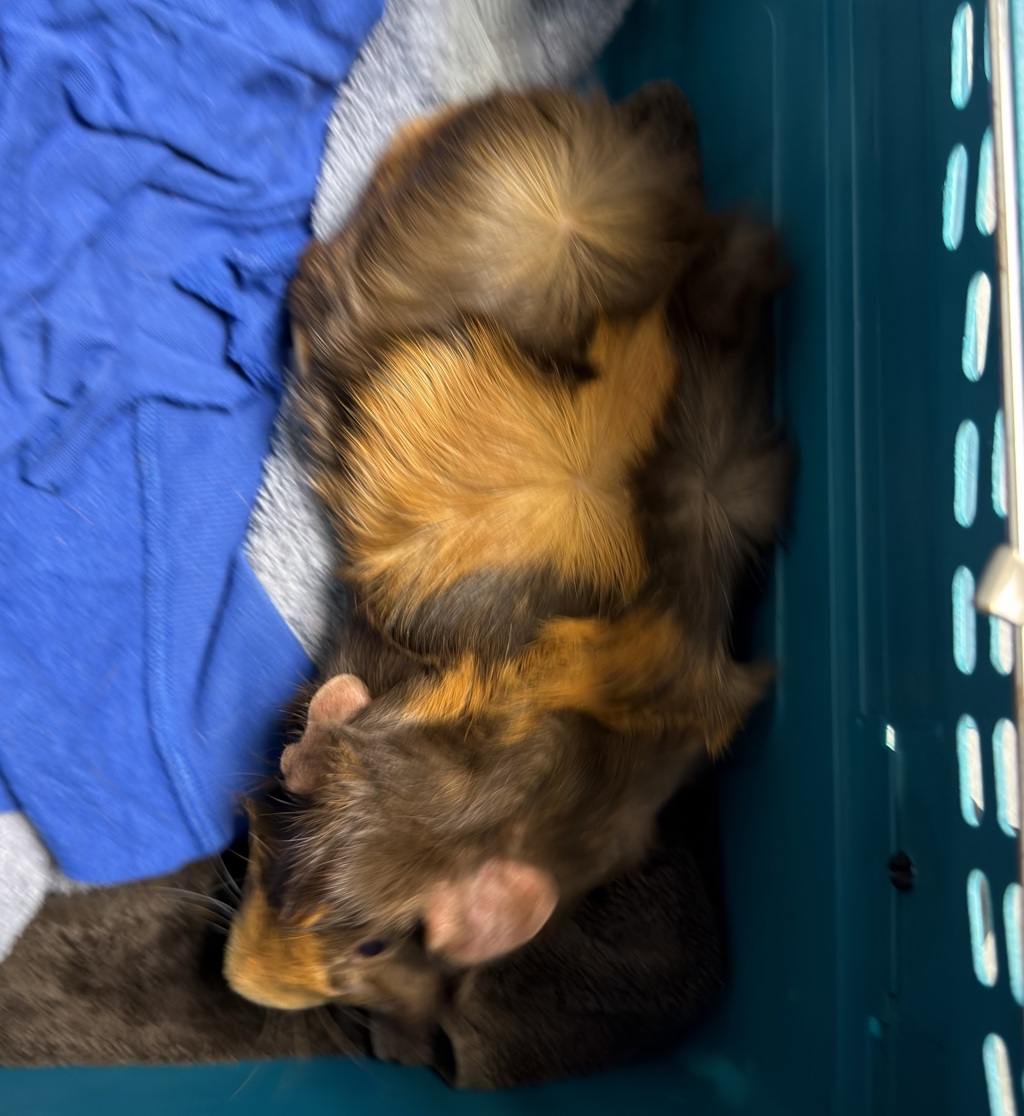 Shelter Stray Male Other last seen Memorial park, San Diego, CA, 92113, 5500 Gaines St, San Diego, CA 92110, USA