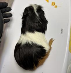 Shelter Stray Male Other last seen Memorial park, San Diego, CA, 92113, 5500 Gaines St, San Diego, CA 92110, USA
