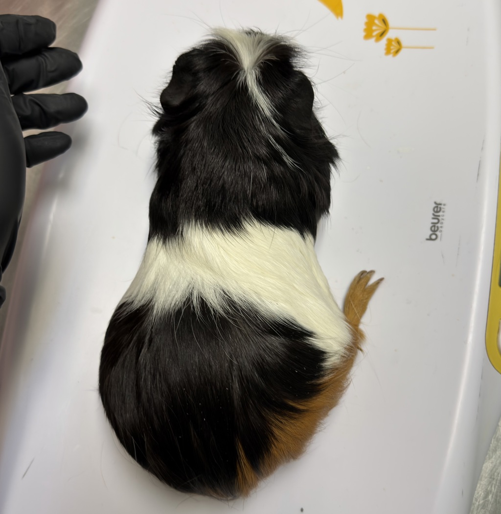 Shelter Stray Male Other last seen Memorial park, San Diego, CA, 92113, 5500 Gaines St, San Diego, CA 92110, USA