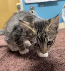 Shelter Stray Male Cat last seen Near E Mission Avenue, Escondido, CA, 92025, Escondido, CA 92027, USA