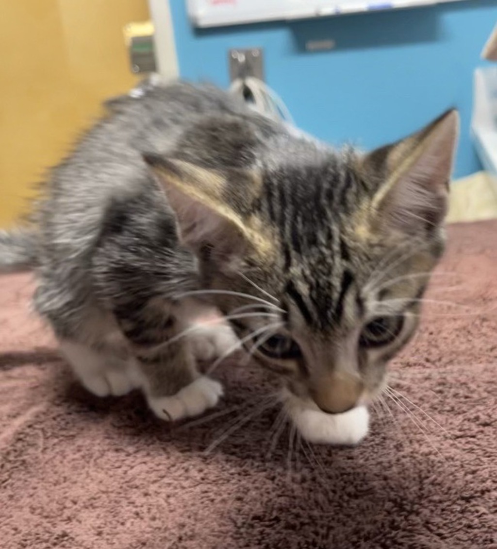 Shelter Stray Male Cat last seen Near E Mission Avenue, Escondido, CA, 92025, Escondido, CA 92027, USA