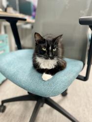 Shelter Stray Male Cat last seen Palm Avenue, San Diego, CA, 92154, 5500 Gaines St, San Diego, CA 92110, USA