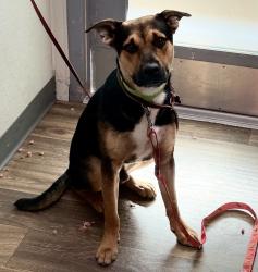Shelter Stray Male Dog last seen On the 8 freeway in Campo, Campo, CA, 91906, 5500 Gaines St, San Diego, CA 92110, USA