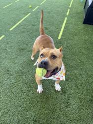 Shelter Stray Female Dog last seen Near Mira Mesa Boulevard, San Diego, CA, 92126, 5500 Gaines St, San Diego, CA 92110, USA