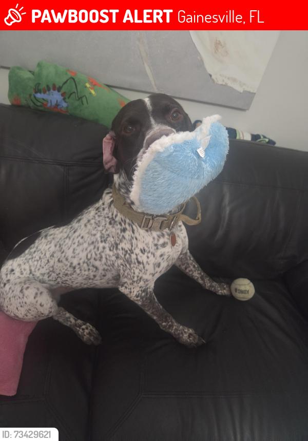 Lost Male Dog last seen Boys and girls club, Gainesville, FL 32606