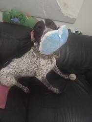 Reunited Male Dog last seen Boys and girls club, Gainesville, FL 32606