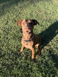 Reunited Female Dog last seen Lee highway, Ooltewah, TN 37363