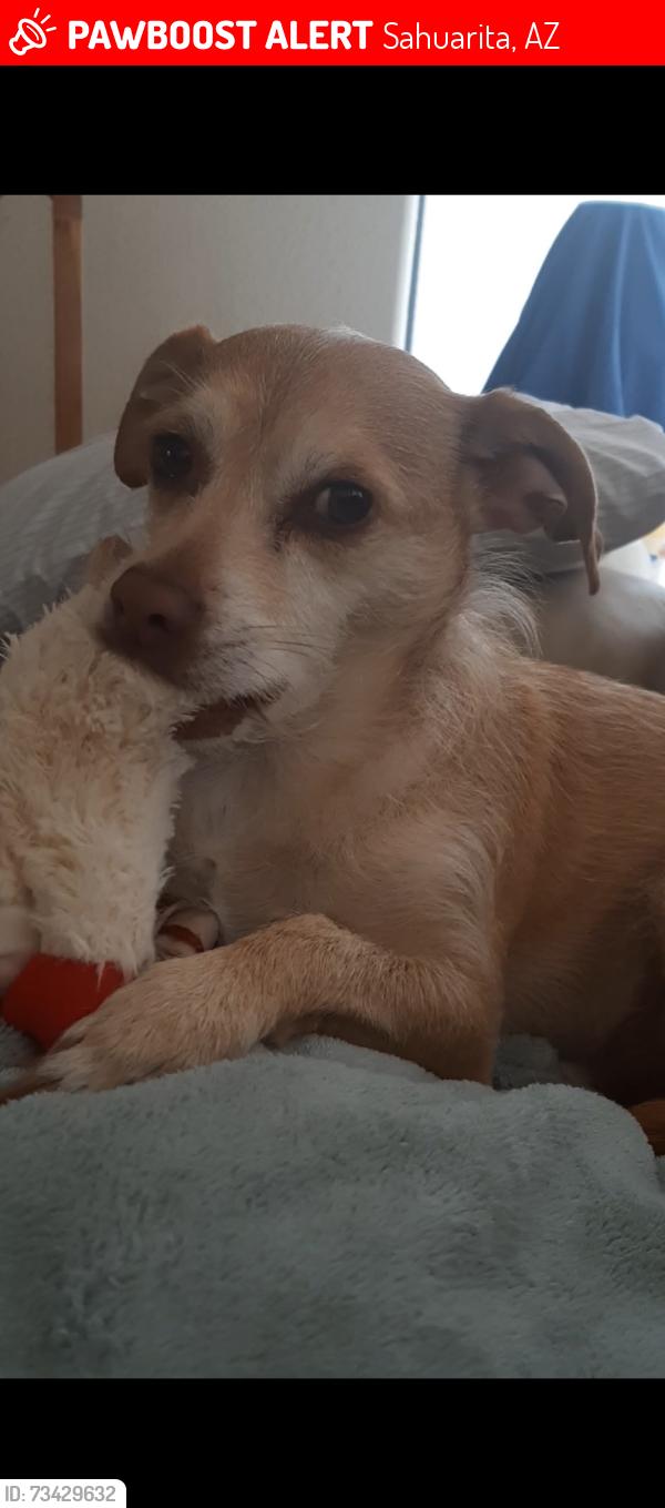 Lost Male Dog last seen Nogales hwy and Sahuarita rd az, Sahuarita, AZ 85629