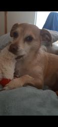 Lost Male Dog last seen Nogales hwy and Sahuarita rd az, Sahuarita, AZ 85629