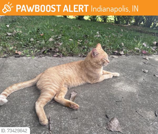 Found/Stray Male Cat last seen Vandergriff and Davis, Indianapolis, IN 46239