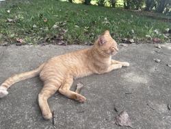 Found/Stray Male Cat last seen Vandergriff and Davis, Indianapolis, IN 46239
