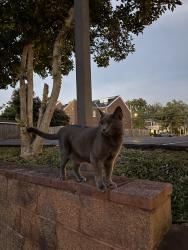 Found/Stray Male Cat last seen Executive dinner, Alexandria, VA 22314