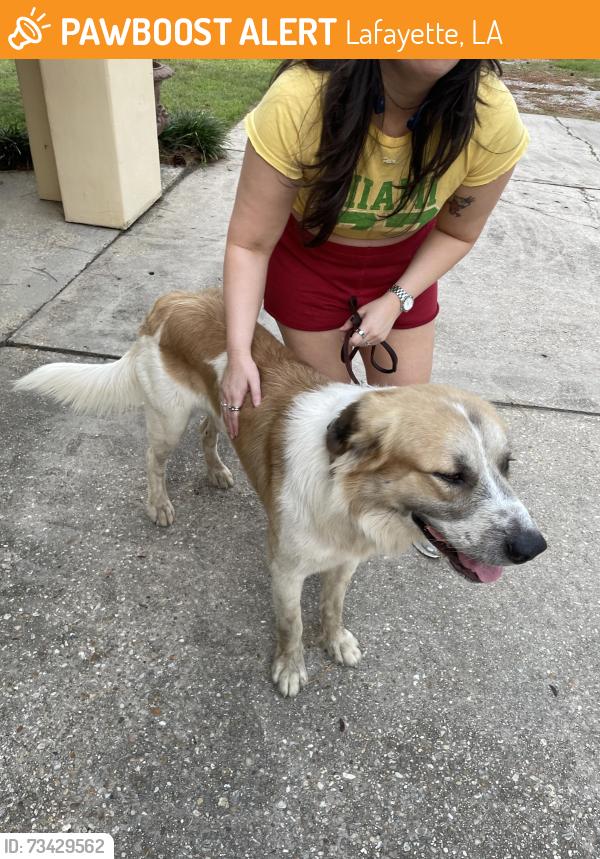 Found/Stray Male Dog last seen W Congress and Rue du Belier, Lafayette, LA 70506